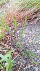 Polygala sibirica (Polygala sibirica)
