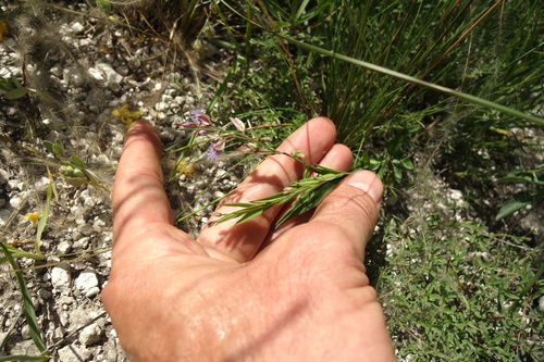 Polygala sibirica (Polygala sibirica)