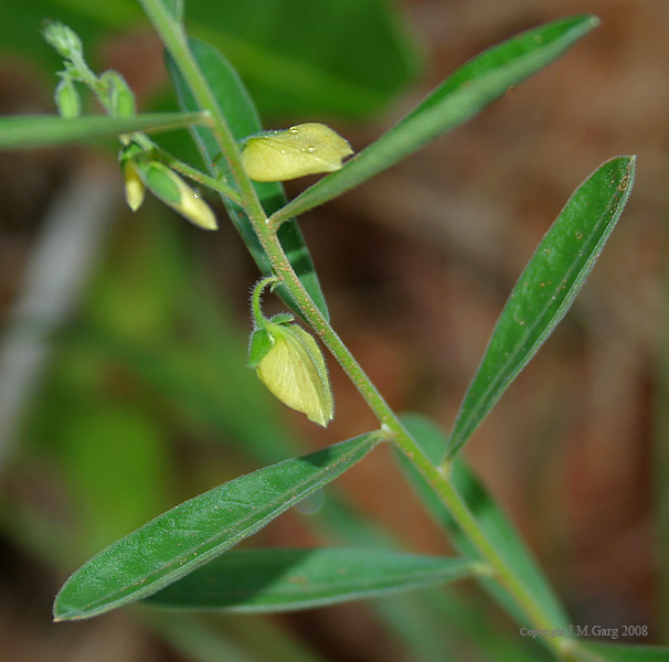 Polygala tenuifolia: Polygala elongata - Narrow-Leaved Milkwort • Tamil: Peria-nankai, Periya nangai- in Talakona forest, in Chittoor District of Andhra Pradesh , India .