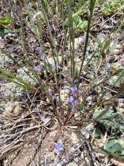 Polygala tenuifolia (Polygala tenuifolia)