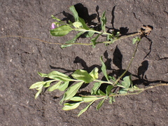 Polygala transvaalensis (Polygala transvaalensis)