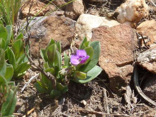 Polygala transvaalensis (Polygala transvaalensis)