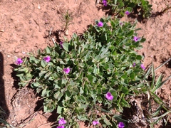 Polygala transvaalensis (Polygala transvaalensis)