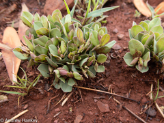 Polygala transvaalensis (Polygala transvaalensis)