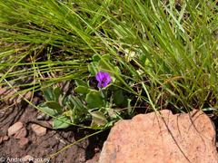 Polygala transvaalensis (Polygala transvaalensis)