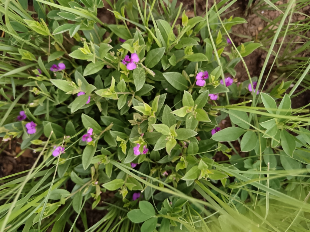 Polygala transvaalensis (Polygala transvaalensis)