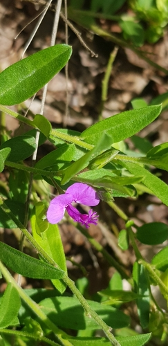 Polygala transvaalensis (Polygala transvaalensis)