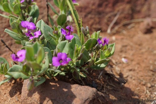 Polygala transvaalensis (Polygala transvaalensis)
