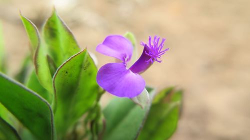 Polygala transvaalensis (Polygala transvaalensis)
