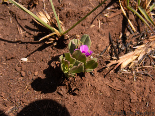 Polygala transvaalensis (Polygala transvaalensis)