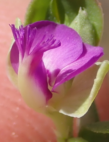 Polygala transvaalensis (Polygala transvaalensis)