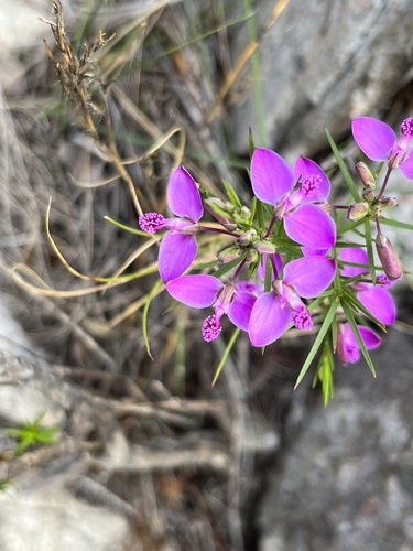 Umbel falsepea (Polygala umbellata)