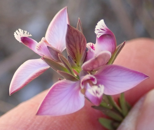 Umbel falsepea (Polygala umbellata)