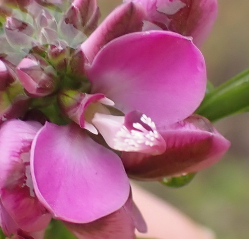 Umbel falsepea (Polygala umbellata)