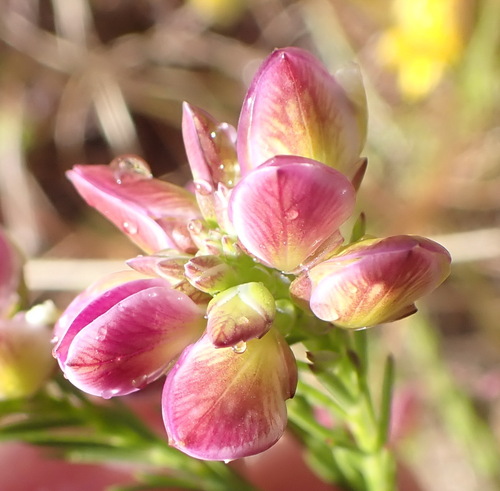 Umbel falsepea (Polygala umbellata)