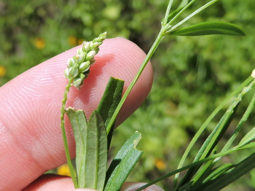 Whorled milkwort (Polygala verticillata)