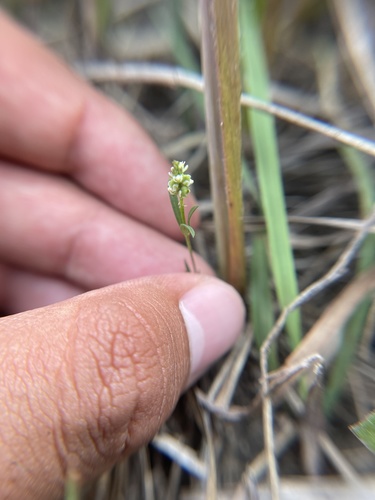 Whorled milkwort (Polygala verticillata)