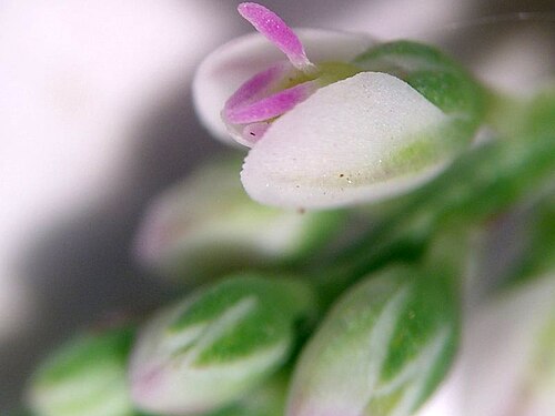 Whorled milkwort: Polygala verticillata - Whorled Milkwort