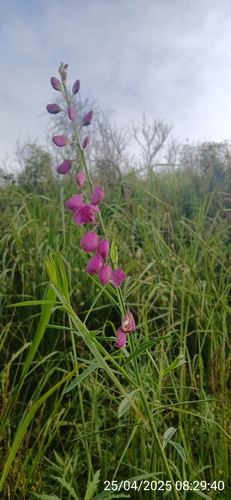 Polygala virgata (Polygala virgata)