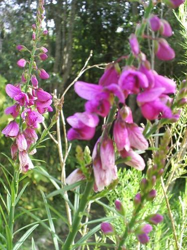 Polygala virgata (Polygala virgata)