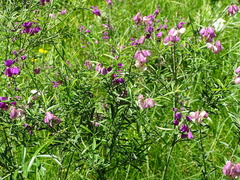 Polygala virgata (Polygala virgata)