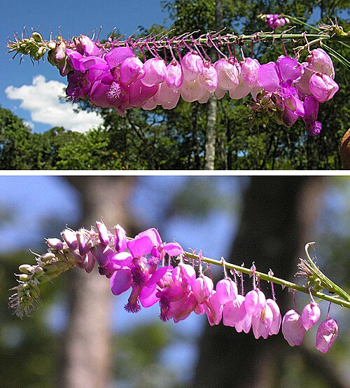Polygala virgata: Known as Purple Broom and as September Bush. This species is native to southern and eastern Africa, but has been planted more widely. Photo from near Liparamba,
