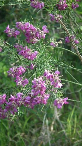 Polygala virgata (Polygala virgata)