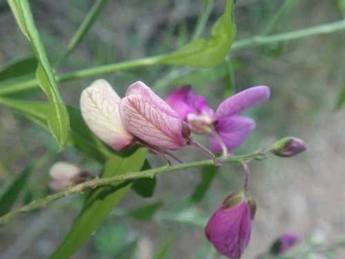 Polygala virgata (Polygala virgata)