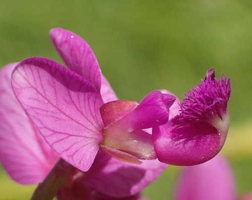 Polygala virgata (Polygala virgata)