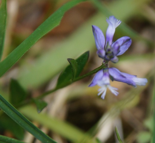 Common milkwort (Polygala vulgaris)