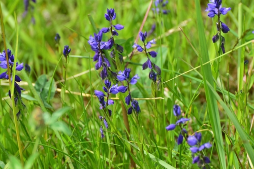 Common milkwort (Polygala vulgaris)