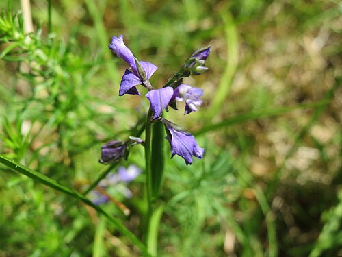 Common milkwort: Gewöhnliche Kreuzblume ( Polygala vulgaris ) auf dem Feldherrenhügel