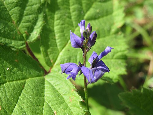 Common milkwort: Gewöhnliche Kreuzblume ( Polygala vulgaris ) auf dem Feldherrenhügel