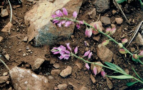 Common milkwort (Polygala vulgaris)
