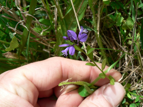 Common milkwort (Polygala vulgaris)