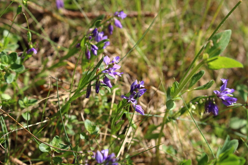 Common milkwort (Polygala vulgaris)
