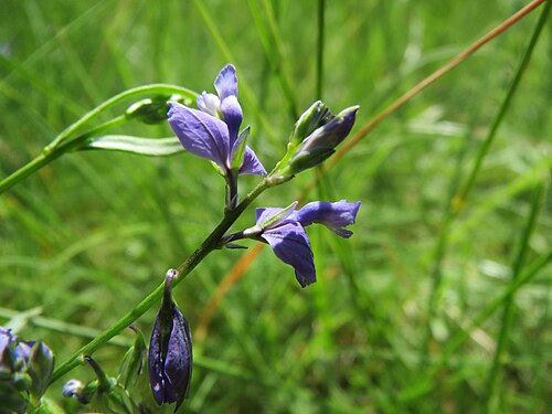 Common milkwort: Gewöhnliche Kreuzblume ( Polygala vulgaris ) auf dem Feldherrenhügel