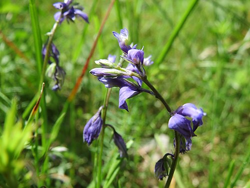 Common milkwort: Gewöhnliche Kreuzblume ( Polygala vulgaris ) auf dem Feldherrenhügel