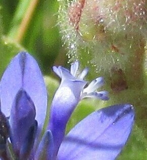 Common milkwort (Polygala vulgaris)