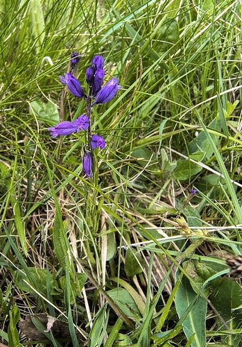 Common milkwort (Polygala vulgaris)