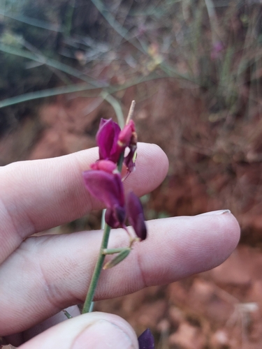 Polygaloides balansae (Polygaloides balansae)
