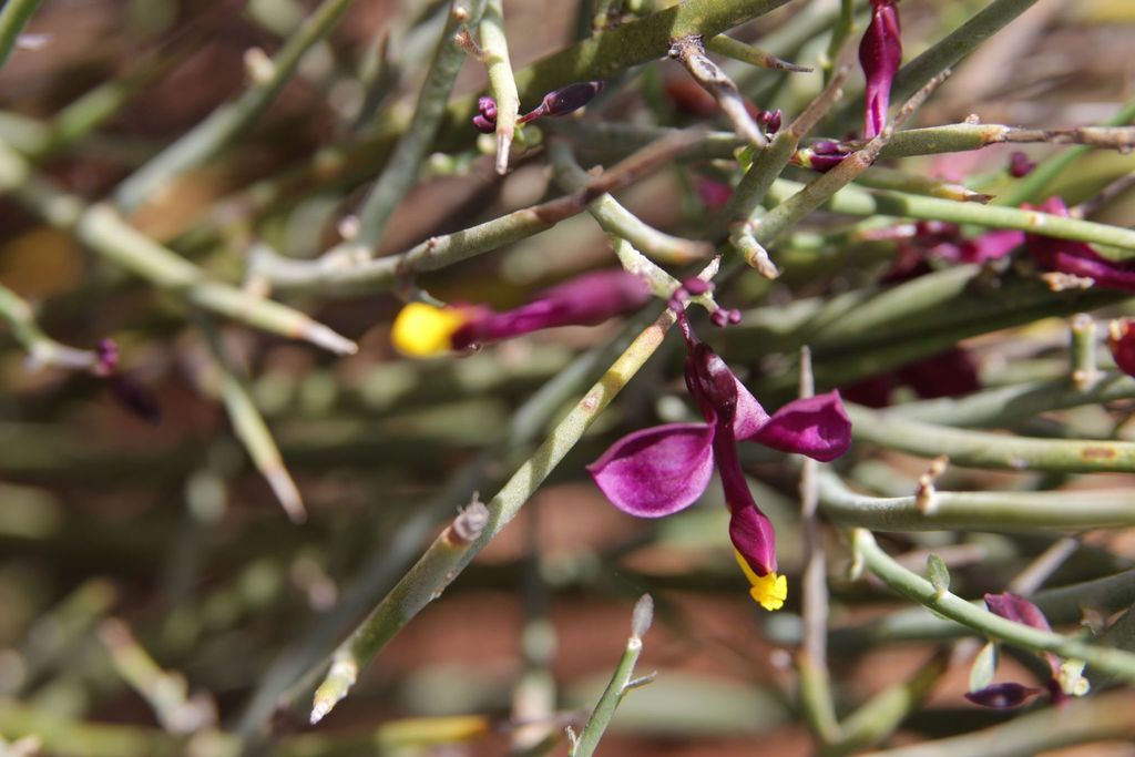 Polygaloides balansae (Polygaloides balansae)