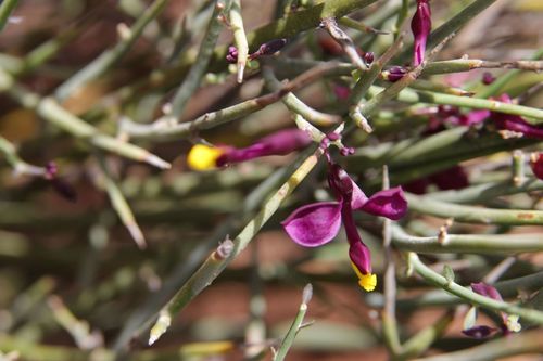Polygaloides balansae (Polygaloides balansae)