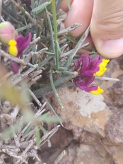Polygaloides balansae (Polygaloides balansae)