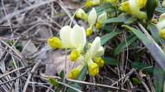 Shrubby milkwort (Polygaloides chamaebuxus)