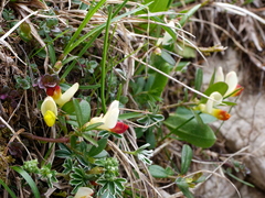 Shrubby milkwort (Polygaloides chamaebuxus)
