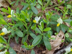 Shrubby milkwort (Polygaloides chamaebuxus)
