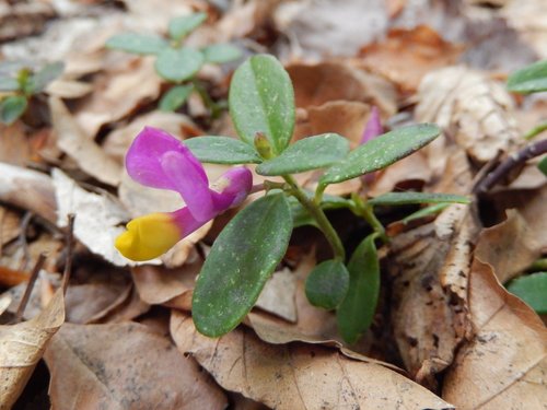 Shrubby milkwort (Polygaloides chamaebuxus)