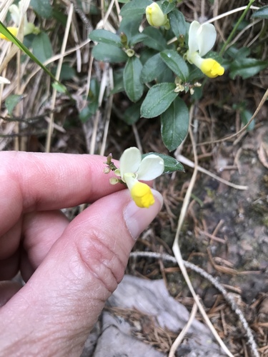 Shrubby milkwort (Polygaloides chamaebuxus)