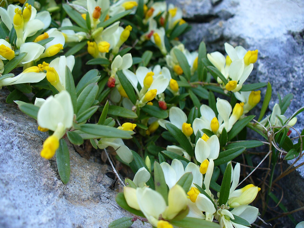 Shrubby milkwort: Polygala chamaebuxus